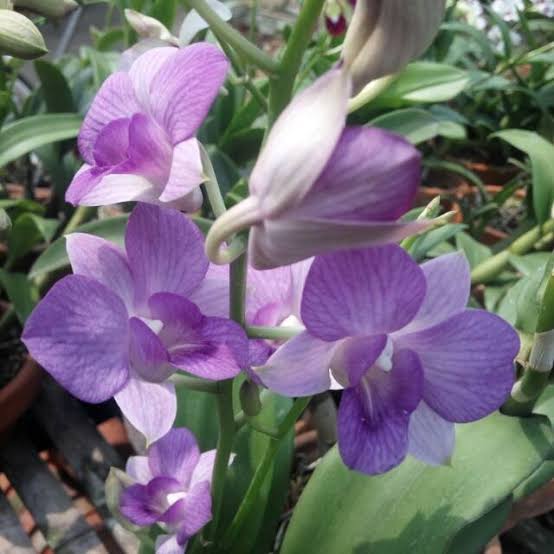 Dendrobium Burana Blue Sky orchid flower - Captivating blue and white blooms reminiscent of a serene sky