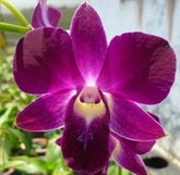 Dendrobium Burana Red Ruby orchid flower - Radiant deep red blooms of exceptional beauty