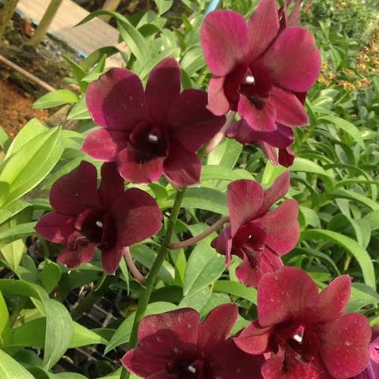 Dendrobium Burana Red Sky orchid - Captivating red blooms for your floral delight