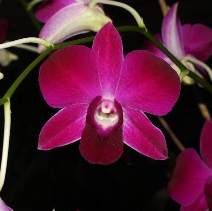 Dendrobium Red Bull orchid - Striking red blooms with intricate petals
