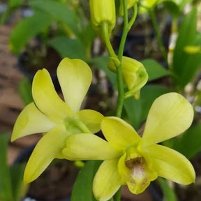 Dendrobium Ever Green orchid - Captivating green petals with hints of white and yellow