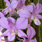 Dendrobium Candy Stripe x Jacky Orchid Flower - Playful Blend of Colors in Exquisite Petal Patterns