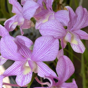 Dendrobium Candy Stripe x Jacky Orchid Flower - Playful Blend of Colors in Exquisite Petal Patterns