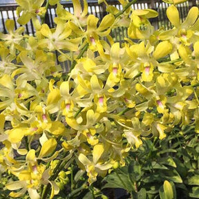 Dendrobium Yellow Twisted Orchid Flower - Unique Petal Structure in Vibrant Yellow Blossoms