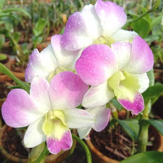 Dendrobium Chiangmai Pink Orchid Flower - Exquisite Pink Petals in Full Bloom