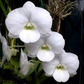 Dendrobium Snowy White x Burana White orchid - Exquisite White Petals Blooming in Graceful Splendor