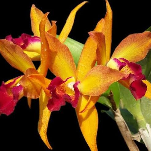 Cattleya Varut Star