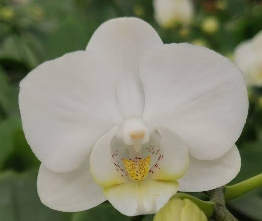 Phalaenopsis Medium White