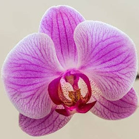 Phalaenopsis Paradise Pink