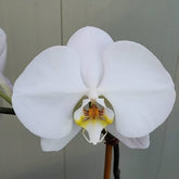 Phalaenopsis Sogo White