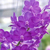 Vibrant Rhynchostylis Gigantea 'Blue' orchid - Shop now for a touch of elegance