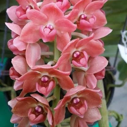 Pink orchid with delicate petals - Elevate your space with Rhynchostylis Gigantea 'Pink
