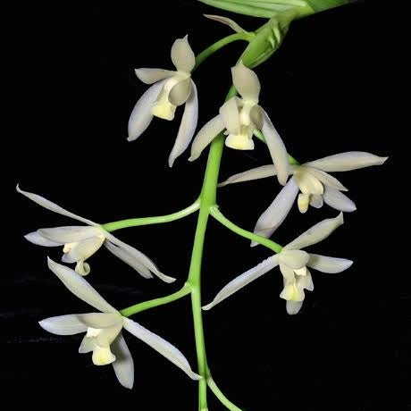 Cymbidium Dayanum Alba Orchid Flower - Pure White Beauty with Elegant Petals - Order Now