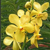 Behold the captivating beauty of the Mokara Banana Yellow orchid. Its vibrant yellow blooms resemble the elegance of a ripe banana, exuding warmth and cheer. 