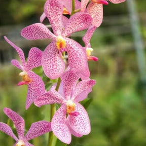 Behold the captivating beauty of the Mokara Gab Guan Pink orchid. Its delicate pink blooms exude grace and elegance, adding a touch of femininity to any floral arrangement or indoor garden.