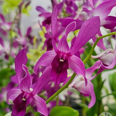 Dendrobium Caesar x Jacquelyn Thomas