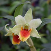 Dendrobium Jiaho Delight