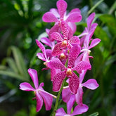 Experience the stunning beauty of the Mokara Annie Khoo orchid. Its vibrant and eye-catching blooms showcase a mesmerizing array of colors, creating a captivating display of nature's artistry. 