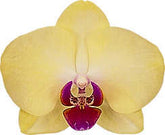 Phalaenopsis Limelight