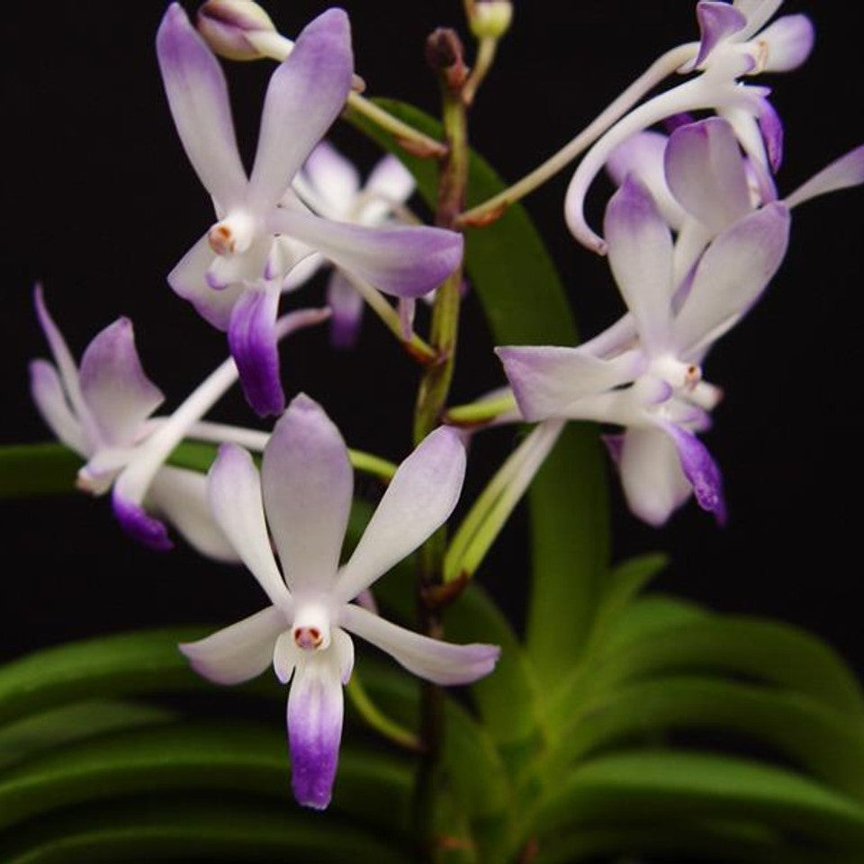 Neostylis Lou Sneary 'Bluebird'