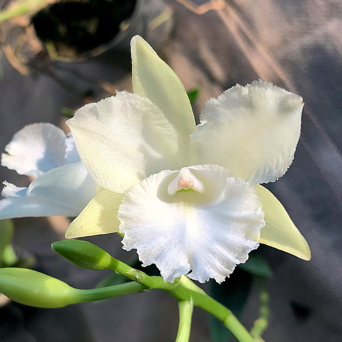 Captivating Cattleytonia Batalinii Maui Maid White Orchid – Pure Elegance in Bloom for Your Home Garden