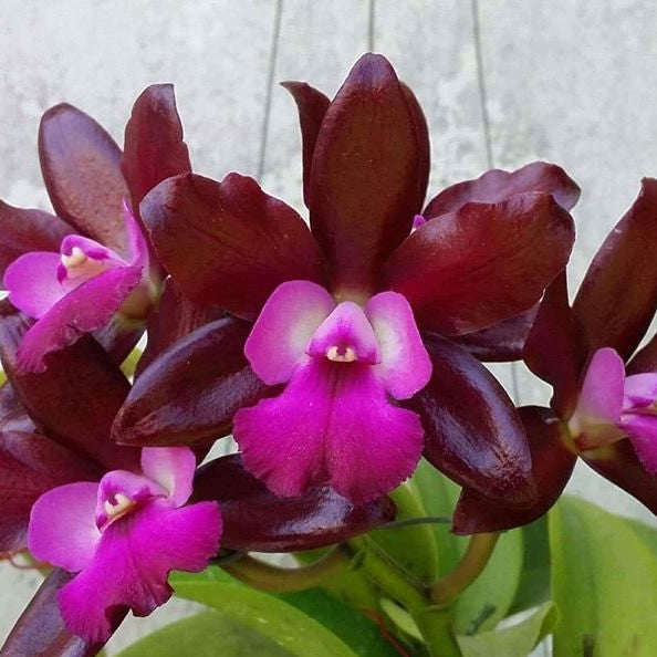 Exquisite Cattlianthe Netrasiri Waxy Orchid in full bloom