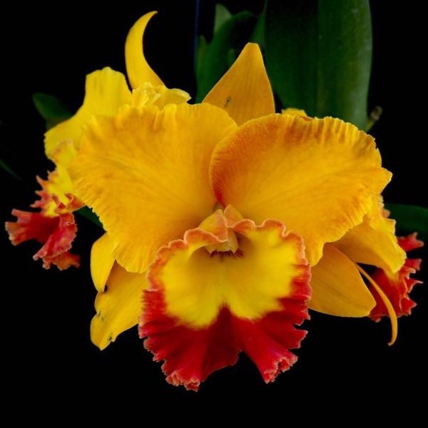 Cattleya Amazing Thailand 'Rainbow' Orchid: A Spectrum of Beauty for ...