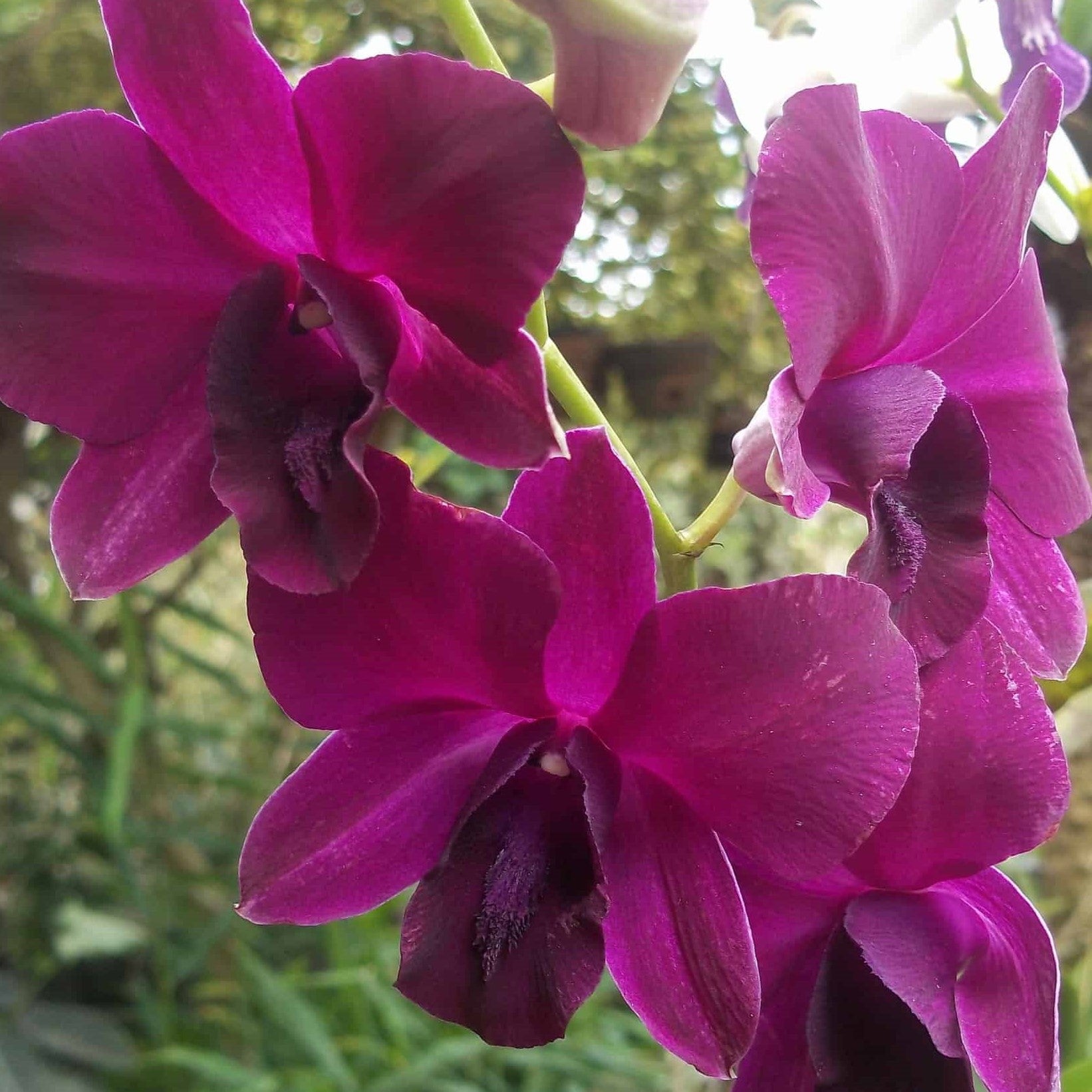 Dendrobium Nopporn Red