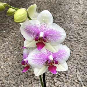 Phalaenopsis Octopus