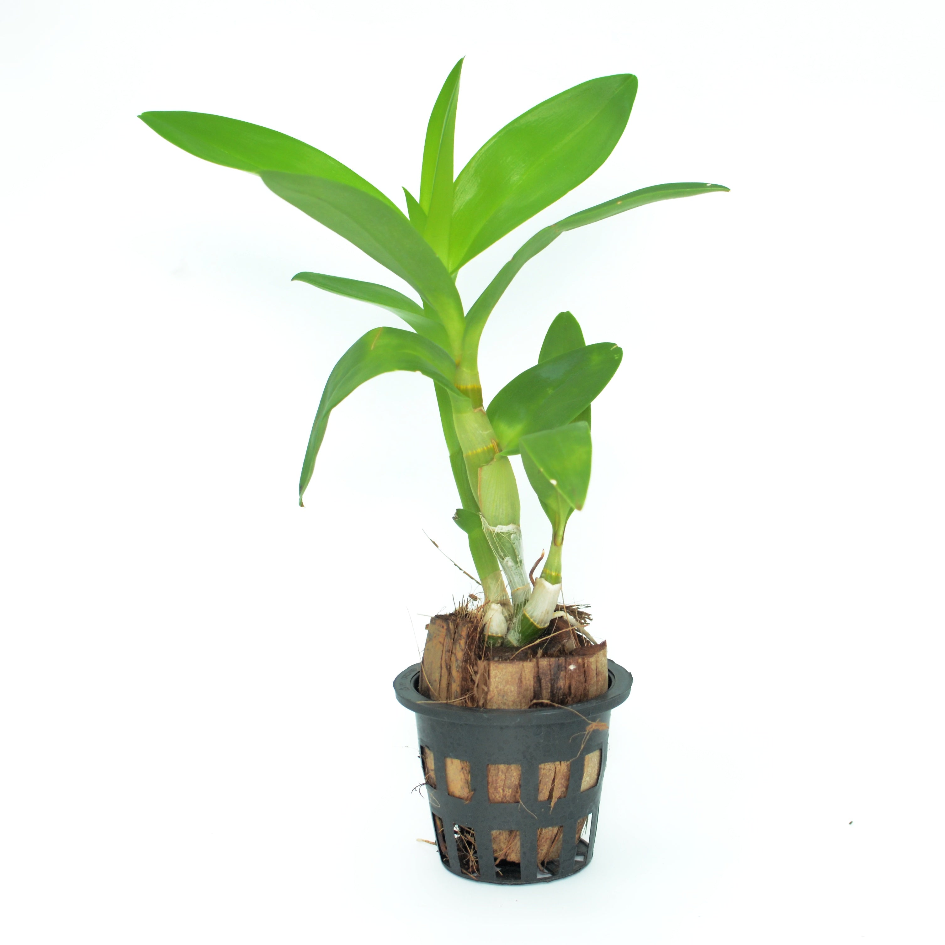 Discover the Allure of Dendrobium Visa Peach Orchids | Shop Now