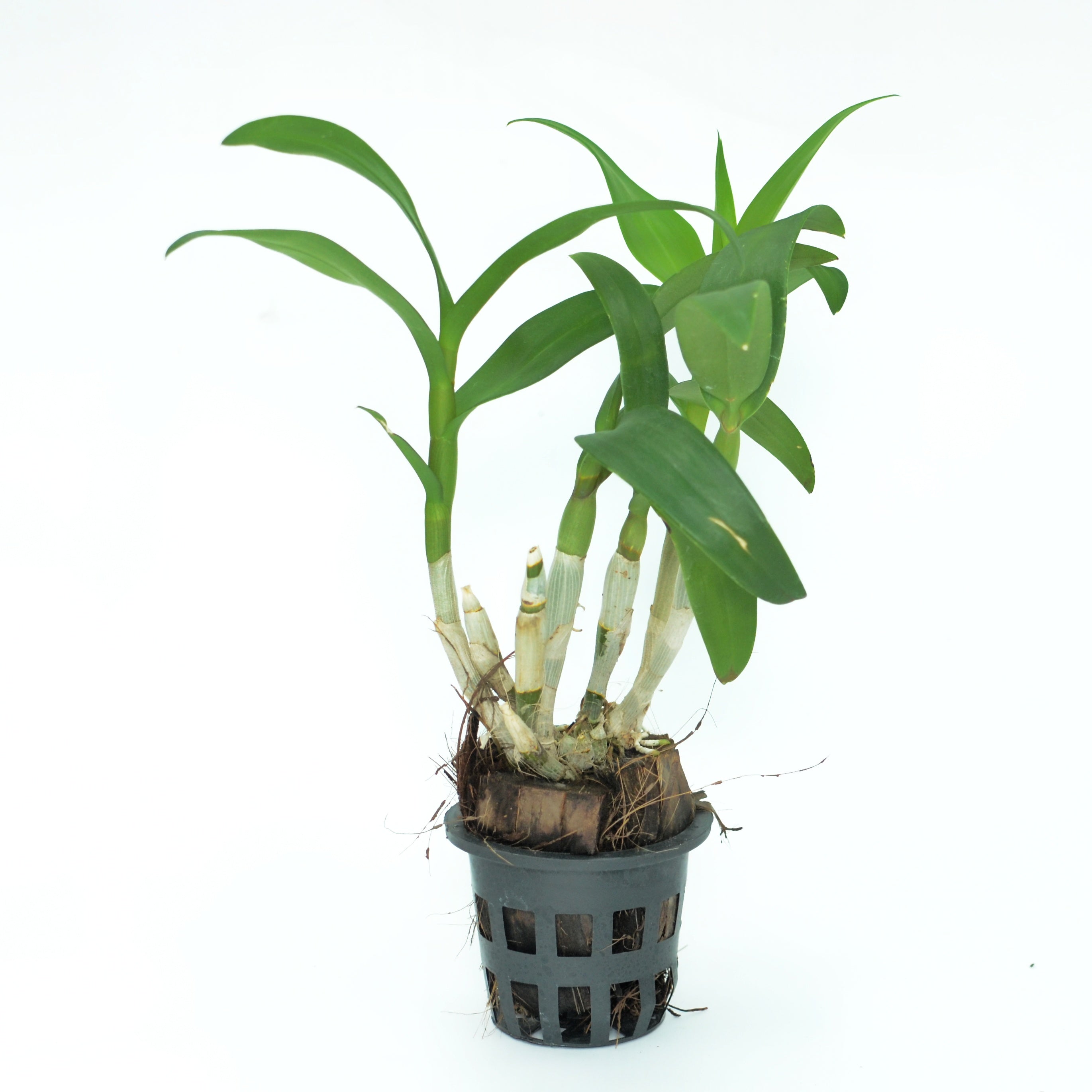 Dendrobium Airy White orchid flower - Pure and delicate white blooms that evoke a sense of elegance and serenity