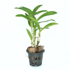 Dendrobium Burana Blue Sky live orchid plant - A vibrant and elegant addition to your indoor garden