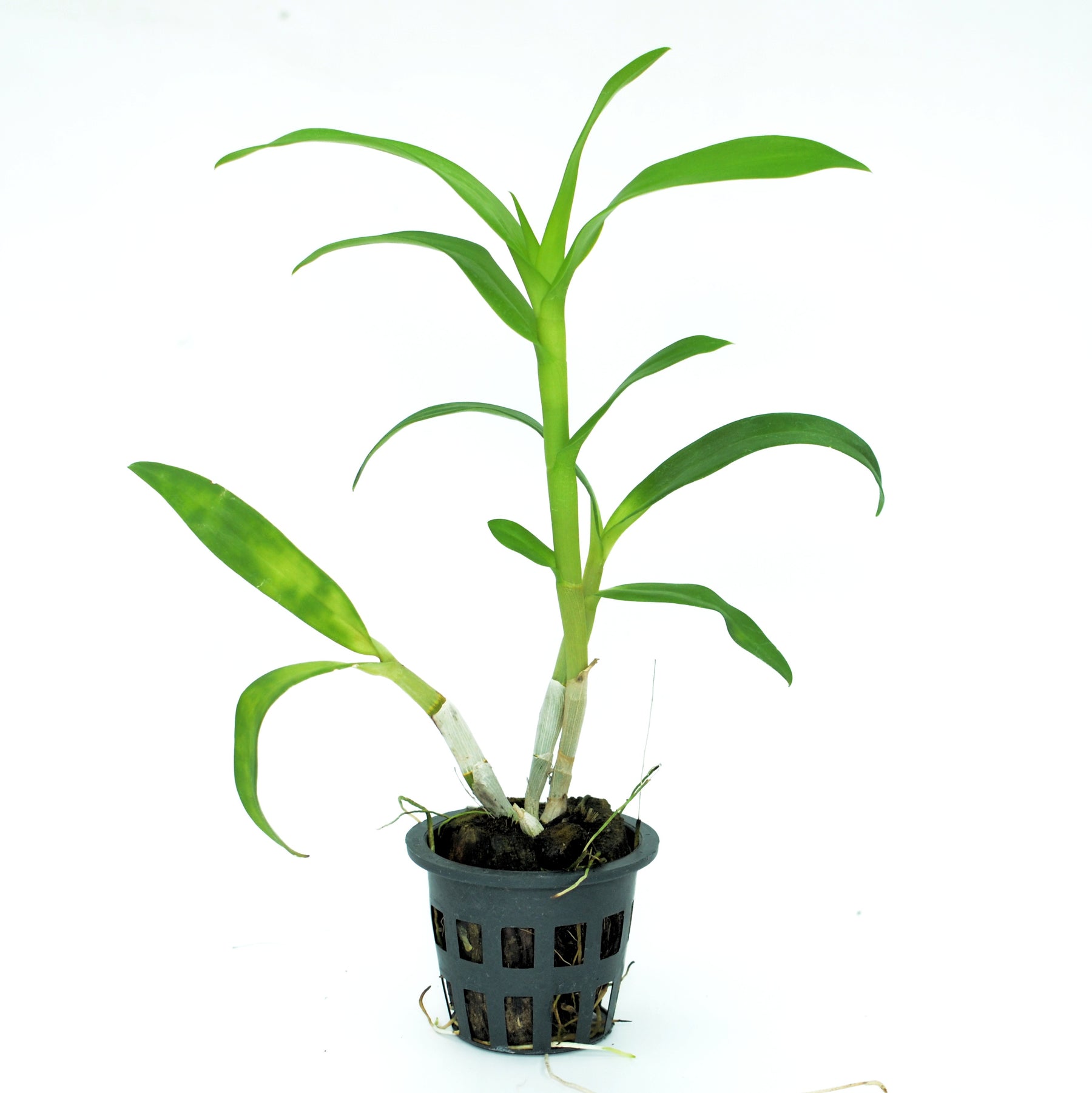 Dendrobium Shavin White Orchid Live Plant - Elegant White Blooms for Your Indoor Garden