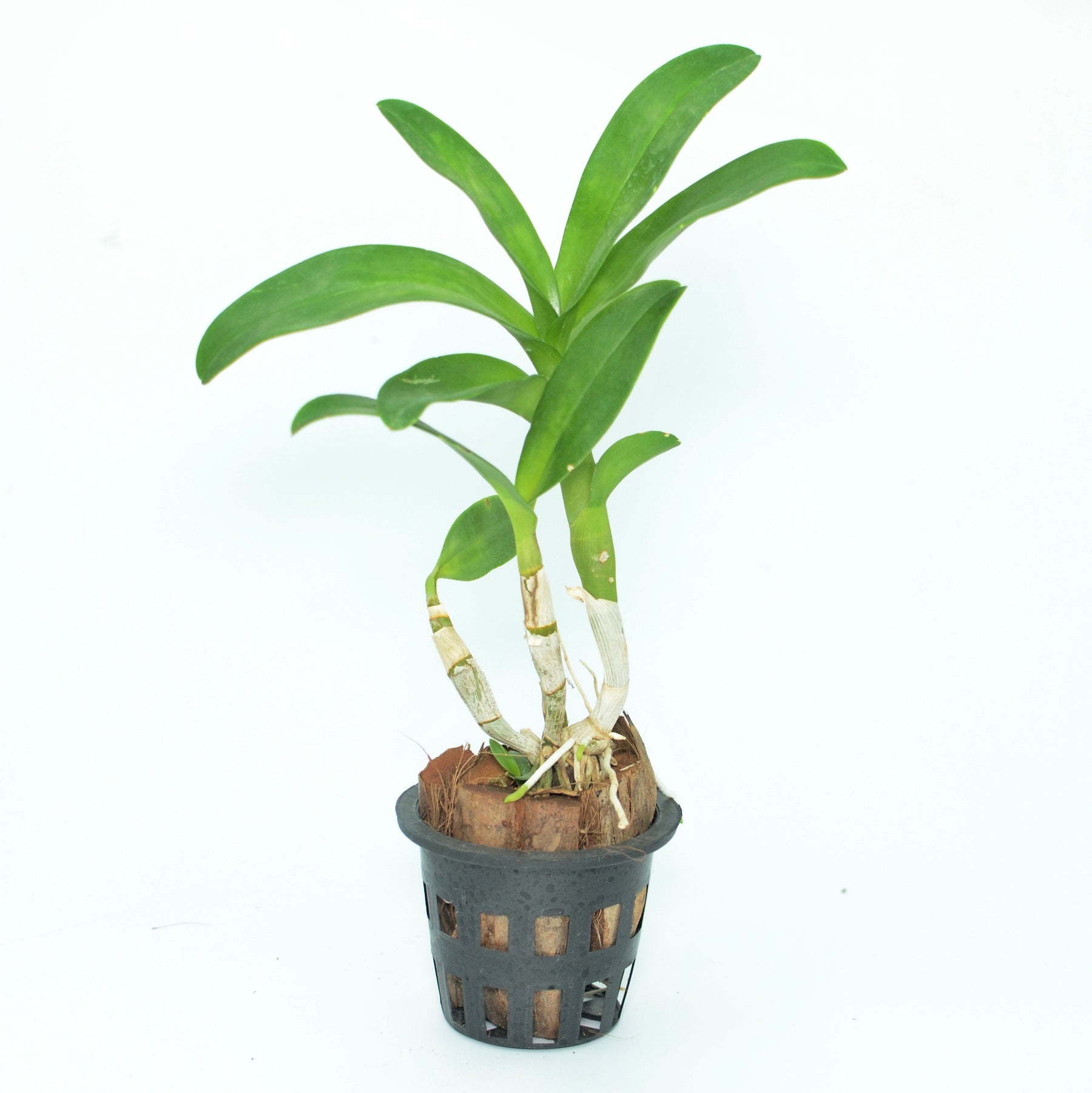 Dendrobium Burana Jade Orchid Live Plant - Exquisite Green Blooms for Your Indoor Garden