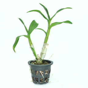 Dendrobium Emma White Orchid Live Plant - Elegant White Blooms to Enhance Your Indoor Garden