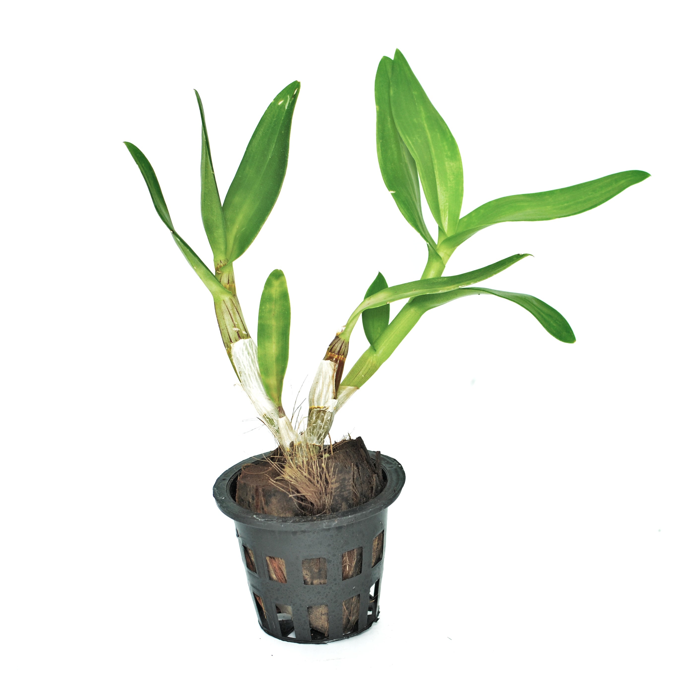 Dendrobium Red Forever live orchid plant - A vibrant and elegant addition to your indoor garden, blooming with timeless beauty