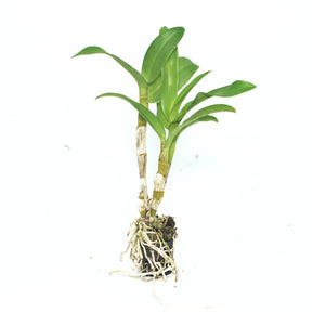 Dendrobium Panda Pink live orchid plant - Graceful elegance in delicate pink hues for your indoor garden