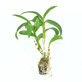 Dendrobium Margarita Green live orchid plant - Add a touch of vibrant green beauty to your indoor garden