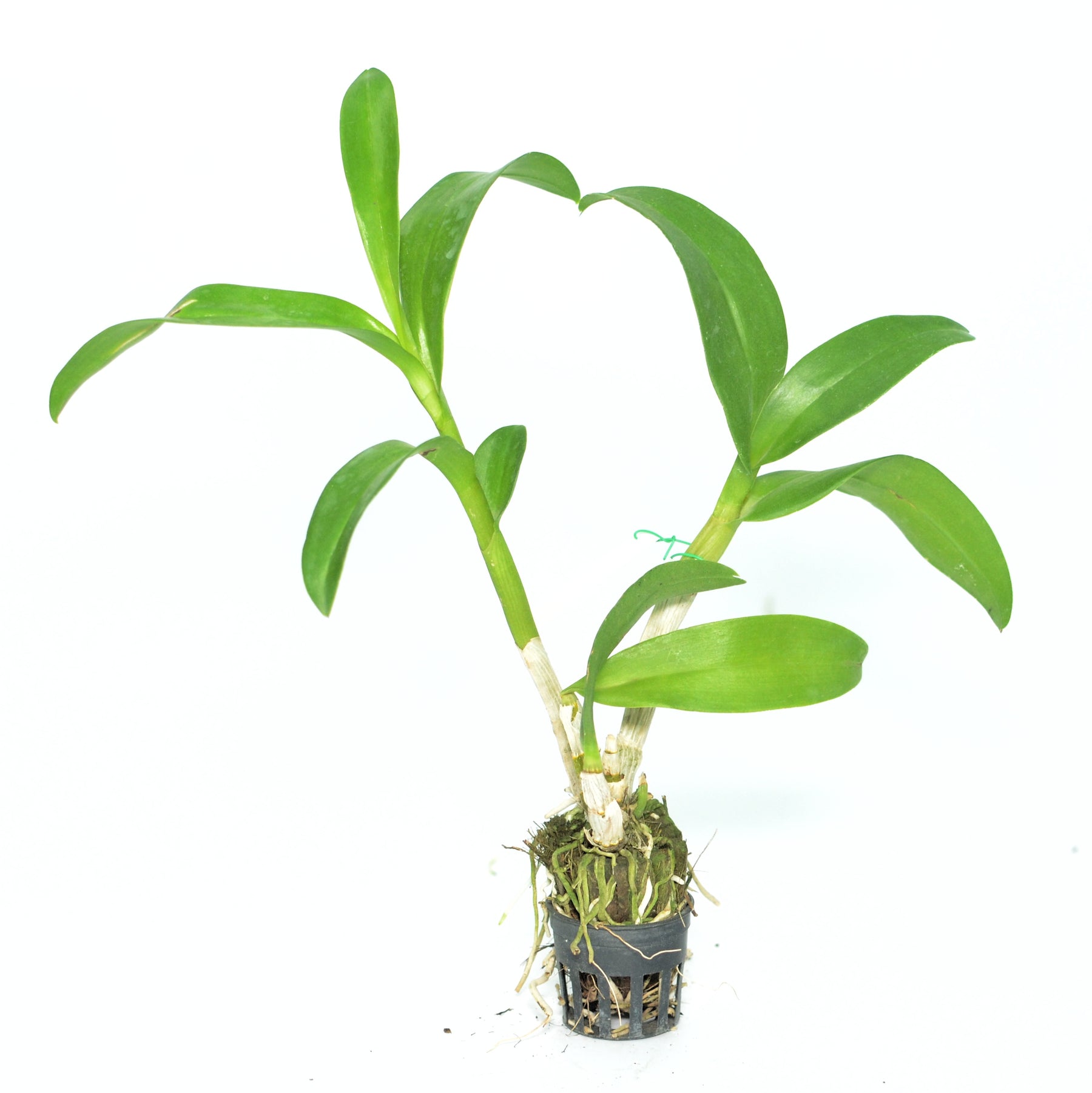 Dendrobium Margarita Green orchid - A fresh burst of green elegance for your floral collection