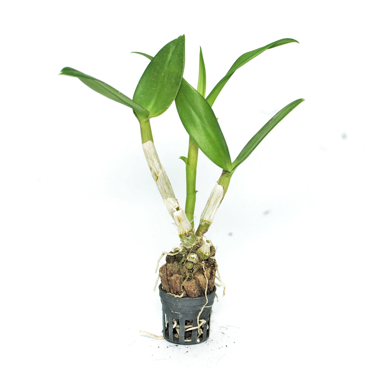 Dendrobium Airy Panda