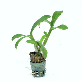 Dendrobium White Comet Orchid Live Plant - Thriving Orchid with Elegant White Blooms