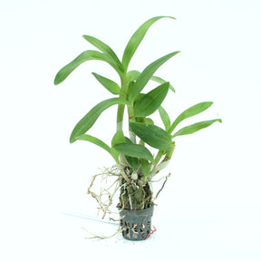 Dendrobium Blue Sapphire x Blue Angel live orchid plant - Experience the mesmerizing beauty of blue-hued blooms in your home