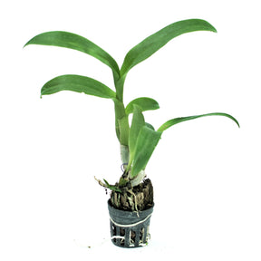 Dendrobium Wooleng live orchid plant - A rare and exquisite floral treasure for your indoor garden
