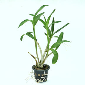 Dendrobium Daeng Udom live orchid plant - Graceful and vibrant addition to your indoor garden
