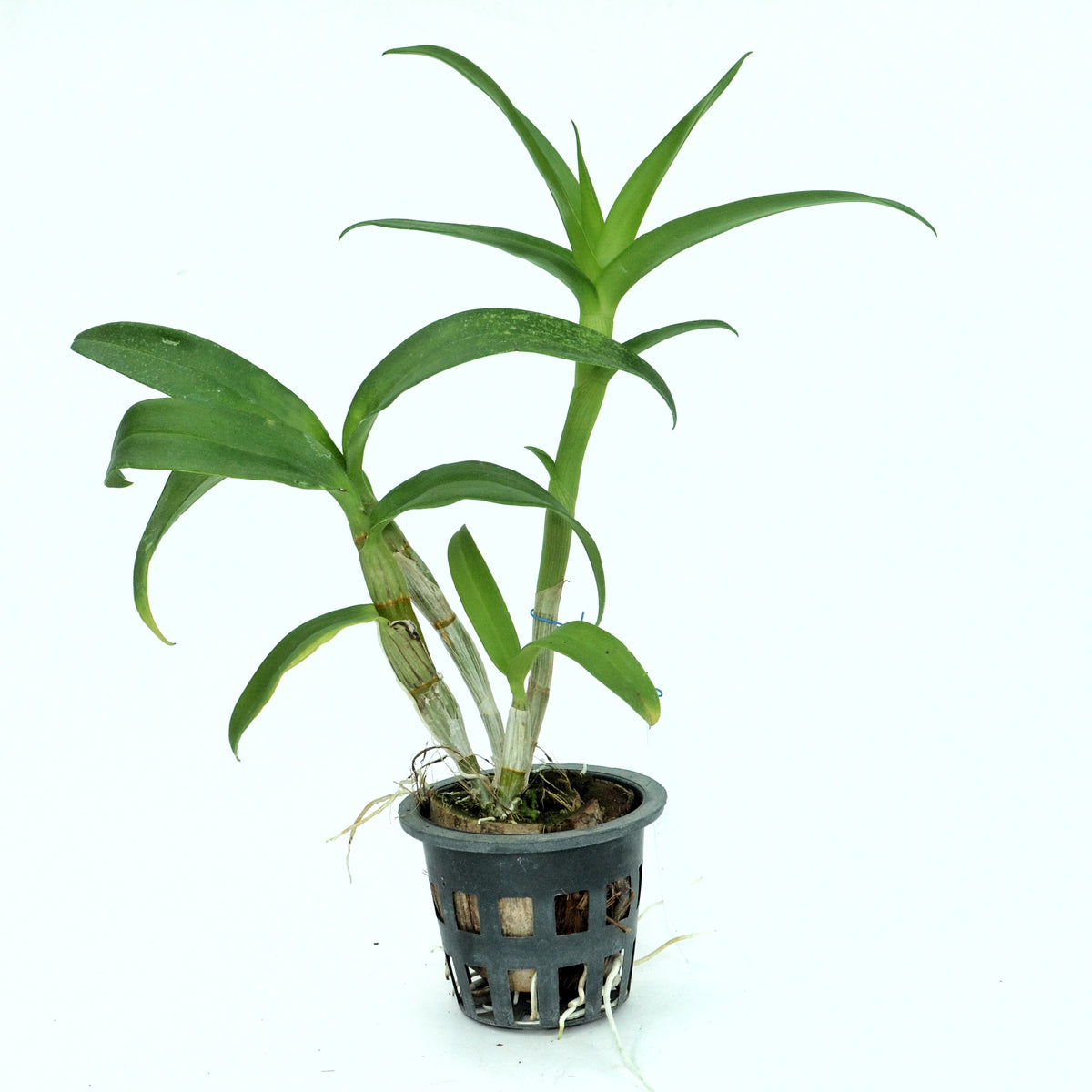Dendrobium Burana Red Sky live orchid plant - Vibrant and elegant addition to your indoor garden