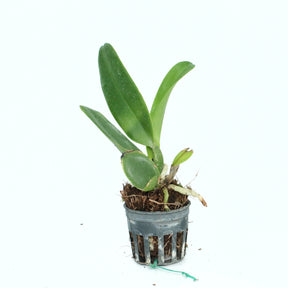 Beautiful Cattleya Memoria Anna Balmores orchid with graceful lavender and white flowers, a symbol of everlasting love and remembrance
