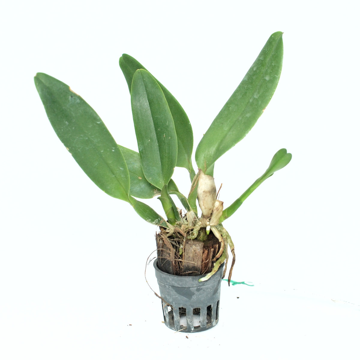 Cattleya STK Doll 'Charming'