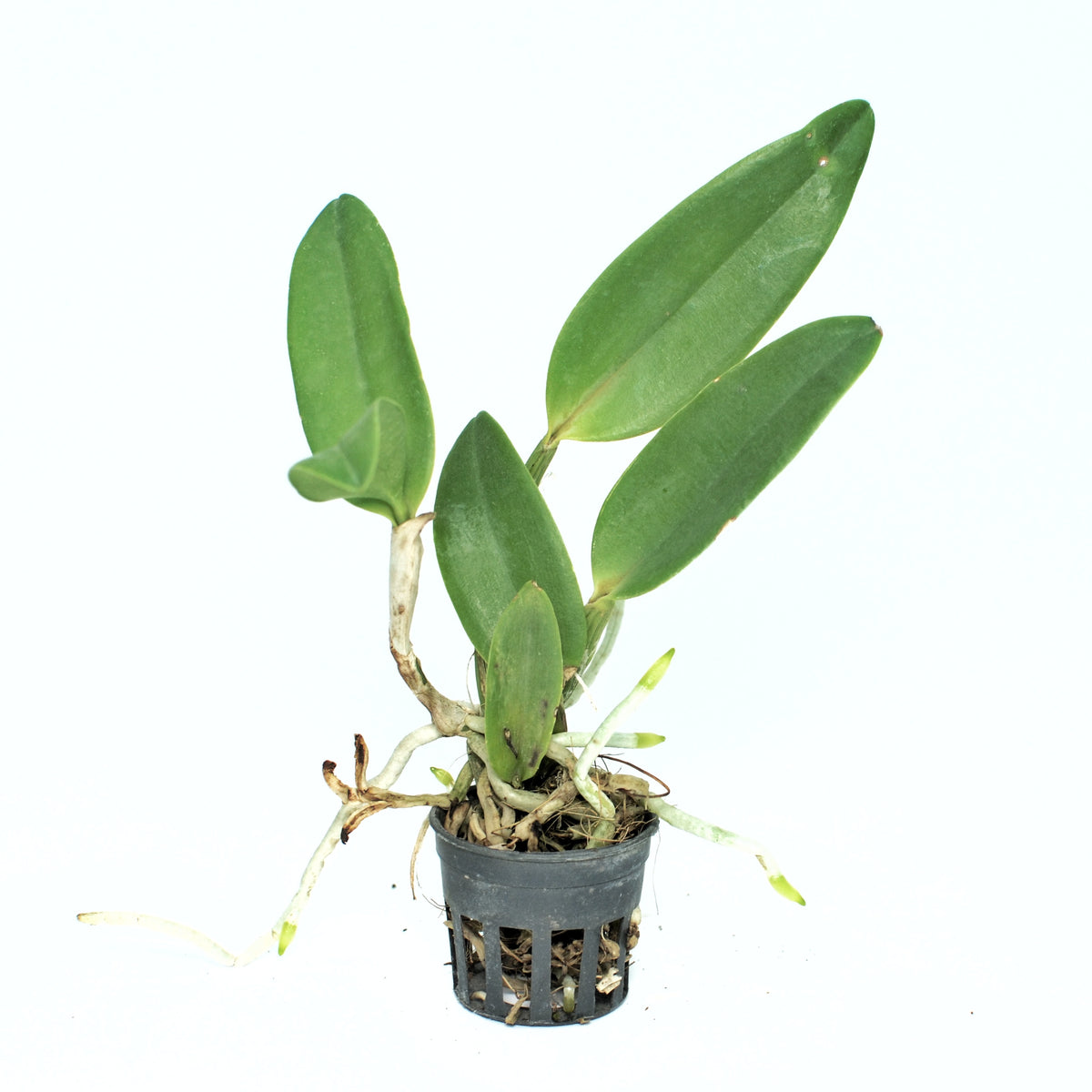 Striking Cattleya Loog Tone Red orchid with deep red blooms, adding a touch of elegance and sophistication to any floral display.