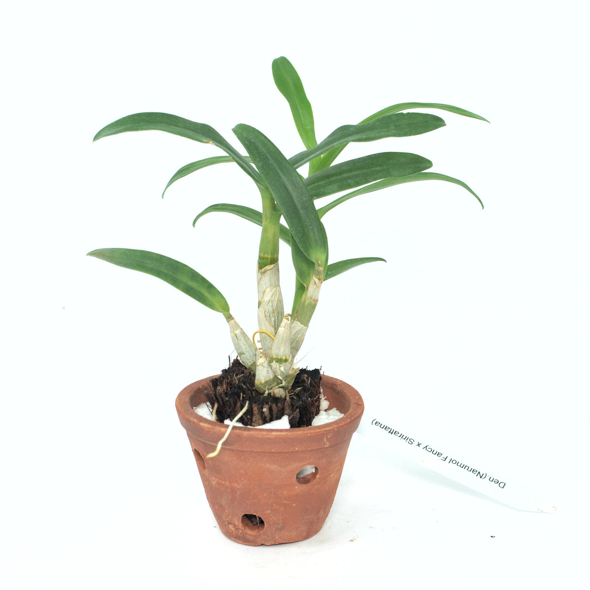Dendrobium Narumol Fancy Sirirattana
