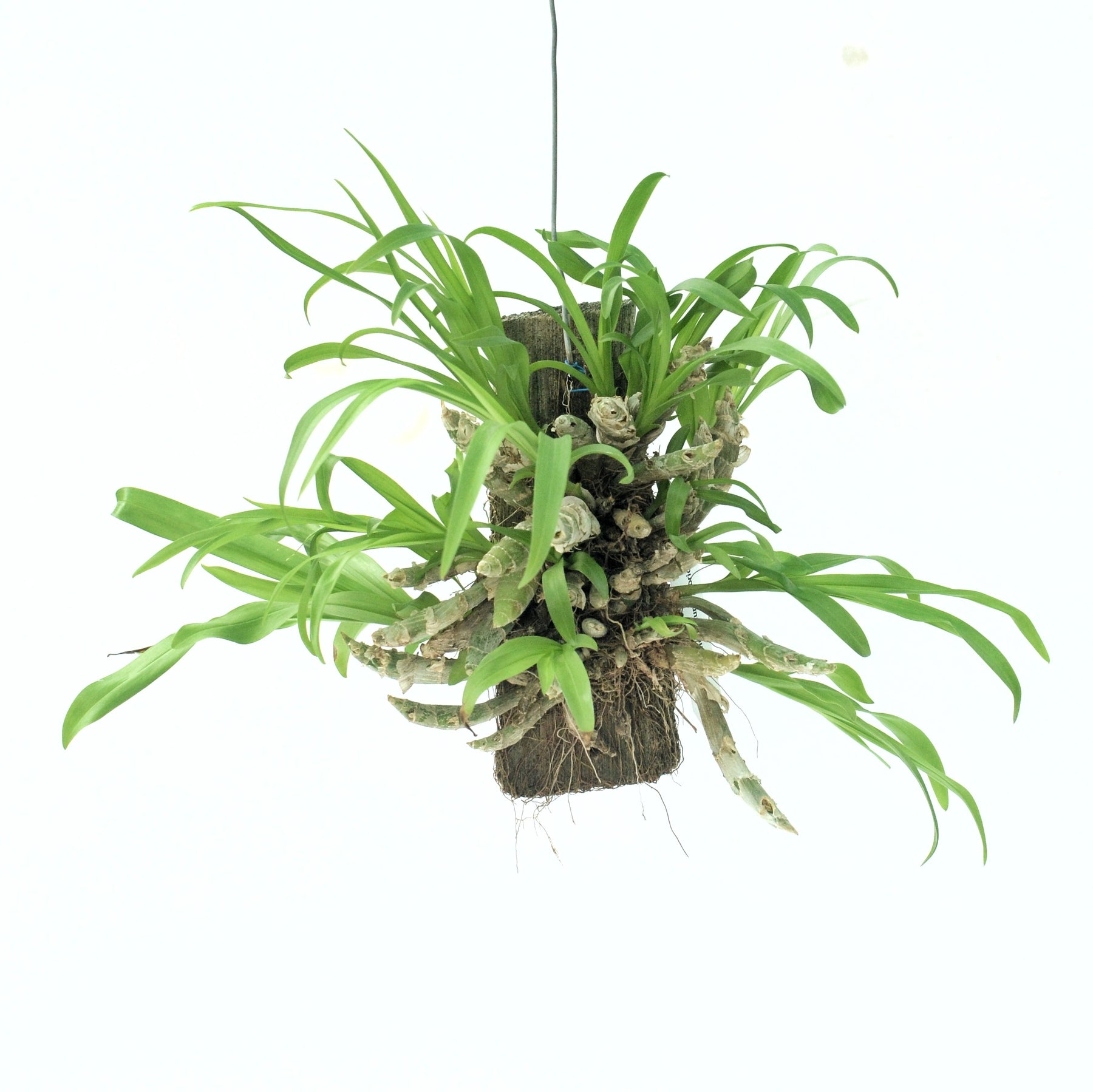 Eria obesa (Pinalia Obesa) Orchid Plant - Adorable and Compact Orchid with Unique Shape and Charming Blooms - Order Now